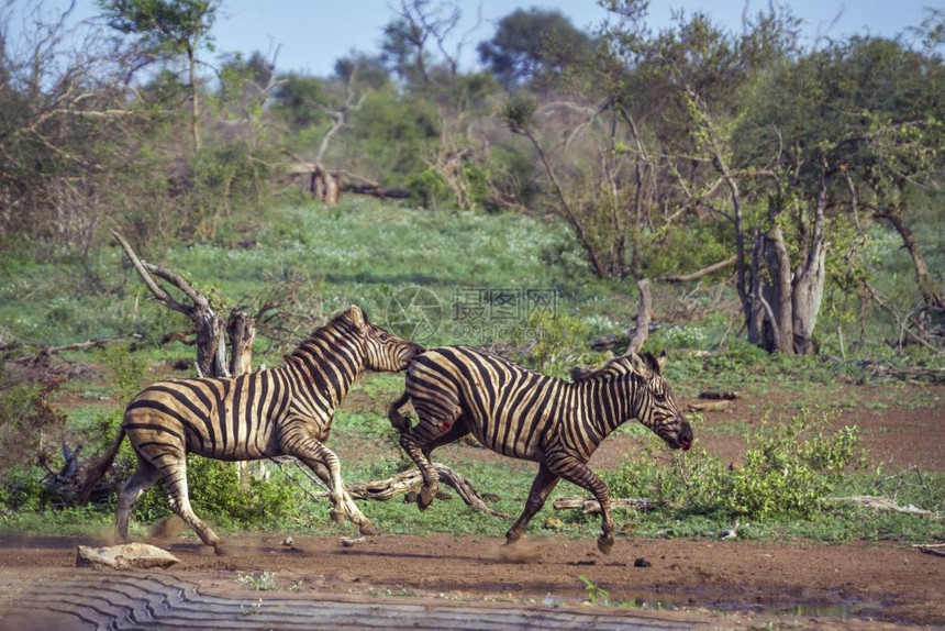 位于非洲南部Kruge公园的平原斑马图片