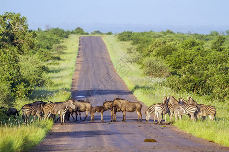 南非洲Kruge公园蓝野和斑马高清图片