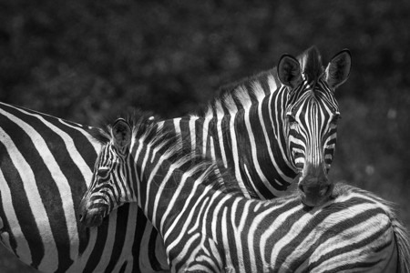 位于非洲南部Kruge公园的平原斑马高清图片