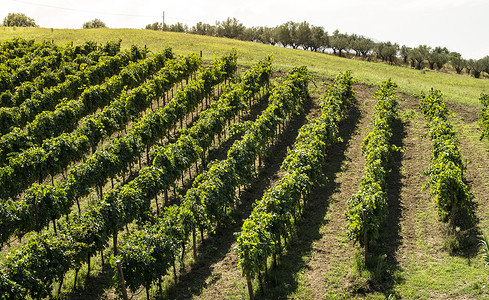 山上的葡萄园谷里的葡萄园图片