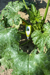 在zuchin种植园测量农民土壤测量装置农业新技术概念图片