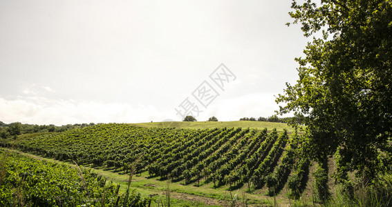 山上的葡萄园谷里的葡萄园图片