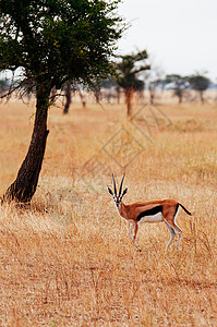 亚非坦萨尼野生动物大迁徙期间的野生动物之旅图片