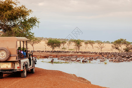 肯尼亚动物大迁徙公园哺乳动物高清图片