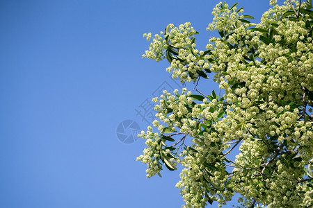 树或黑板花朵有刺鼻的气味图片