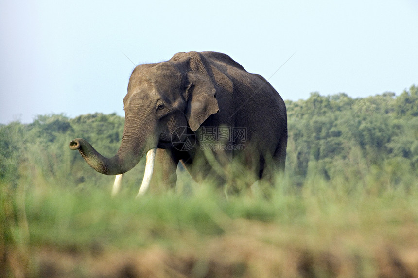 卡比尼的印度大象鼻孔卡纳塔克图片