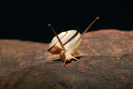 林中蜗牛卡纳塔斯的monachides是一种呼吸空气的陆地蜗牛背景
