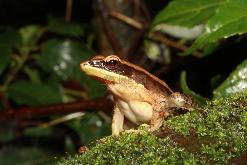 青蛙hylarntemis是真实青蛙的物种在西海拔的河岸长青绿林中发现印地亚图片
