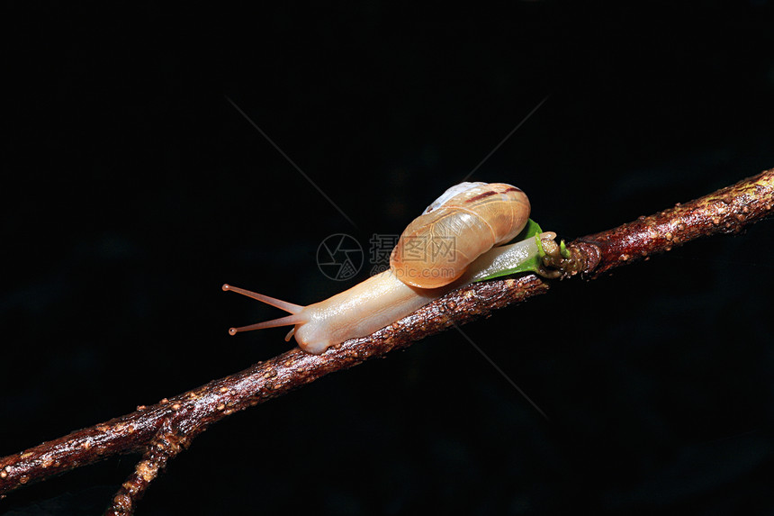 林中蜗牛卡纳塔斯的monachides是一种呼吸空气的陆地蜗牛图片