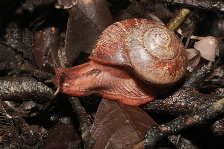 林中蜗牛卡纳塔斯的monachides是一种呼吸空气的陆地蜗牛图片