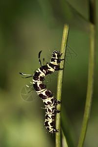 蝴蝶毛虫幼或是多腿的吃植物叶虽然大多数毛虫是食草但少数物种吃昆虫图片