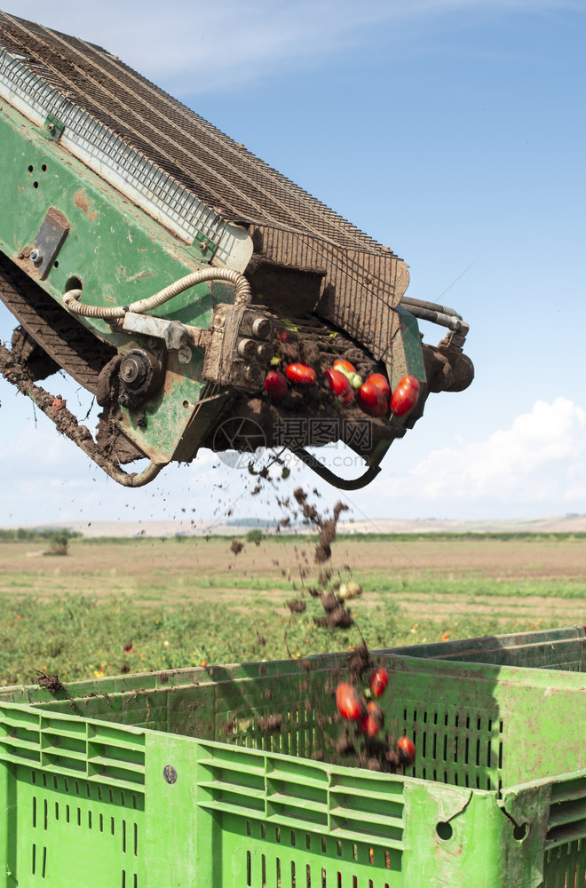 拖拉机收割西红柿用箱装货农业与西红柿的自动化概念图片