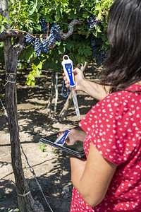 用于测量土壤和平板红葡萄的数字装置图片