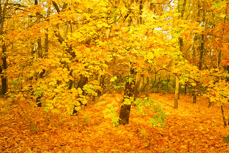 日落时美丽的秋天森林聚焦于前景图片