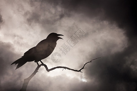 乌鸦或躺在一棵贫瘠的树枝上鸟儿和是我的照片用来制作一个照相店程序图片