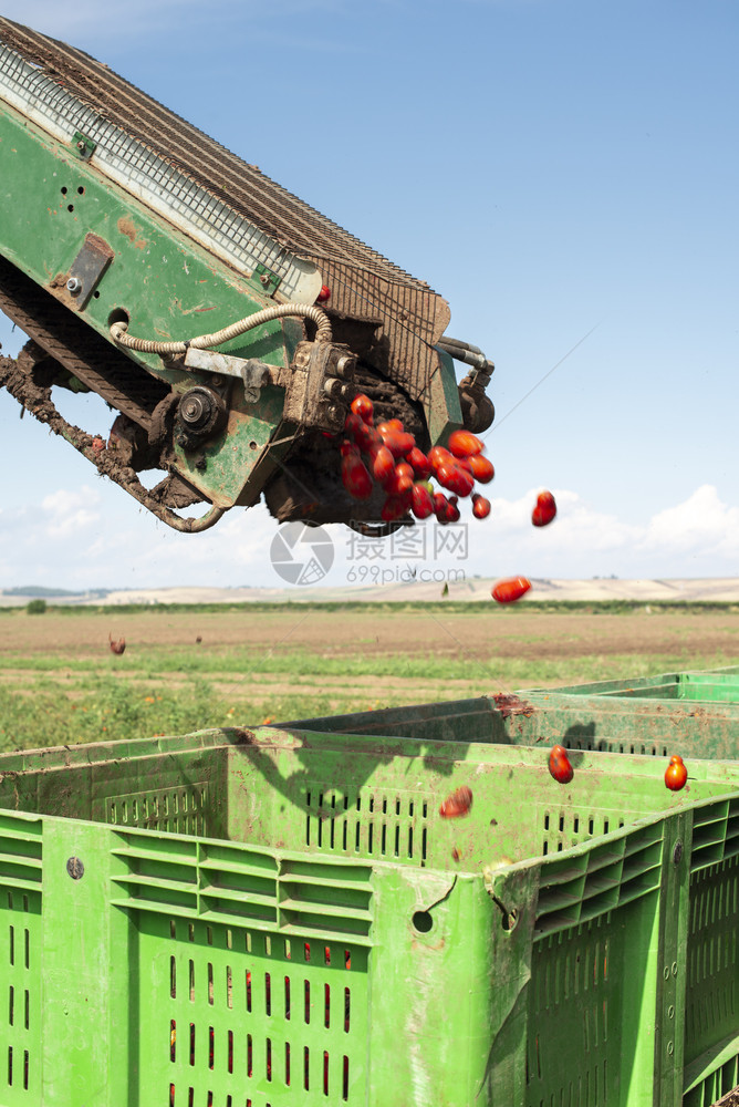 拖拉机收割西红柿用箱装货农业与西红柿的自动化概念图片