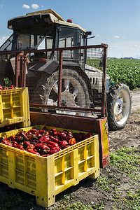 农场拖拉机上的红辣椒封闭胡和农地高清图片