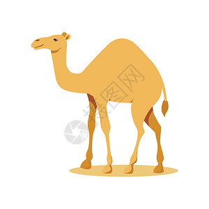 韦基奥沙漠骆驼矢量插图插画