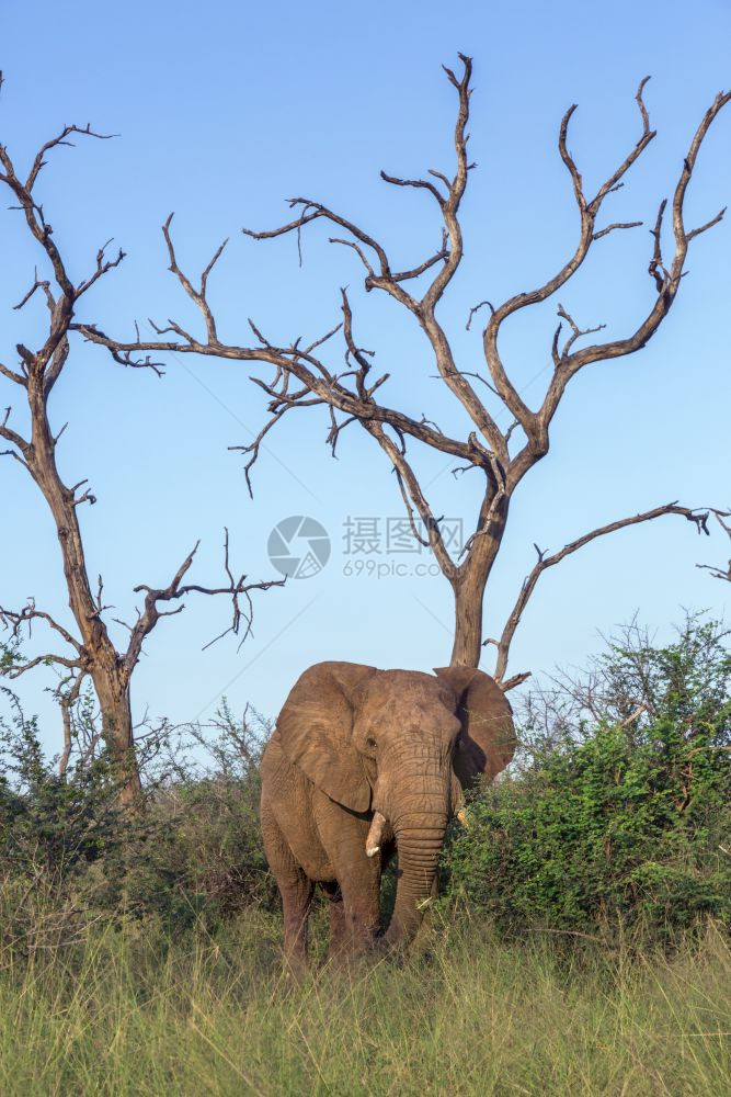 在斯瓦兹兰的Hlane公园的死树布景中非洲灌木大象的Speciloxdntafricn家族图片