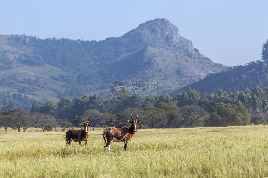 Mliwane野生物保护区的景点有两辆Blesbuck图片