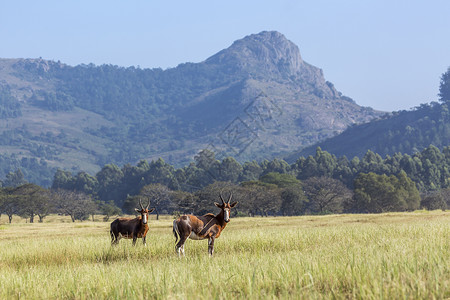 皮库斯贝Mliwane野生物保护区的景点有两辆Blesbuck背景