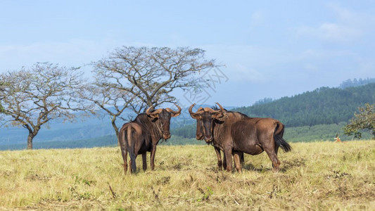 皮库斯贝Mliwane野生动物保护区风景中最蓝的野生物斯瓦兹兰Specionhaetsurins家庭bovidae背景