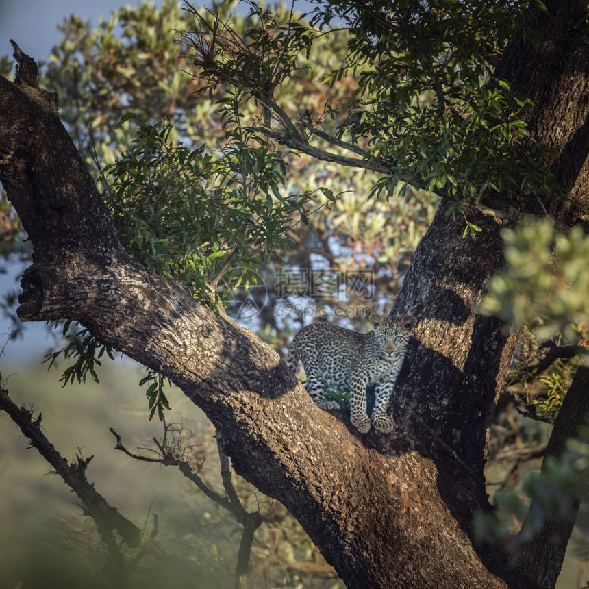 非洲南部Kruge公园的一棵树上年轻豹非洲南部Kruge公园的felida的SptiPanhrpdus家庭图片