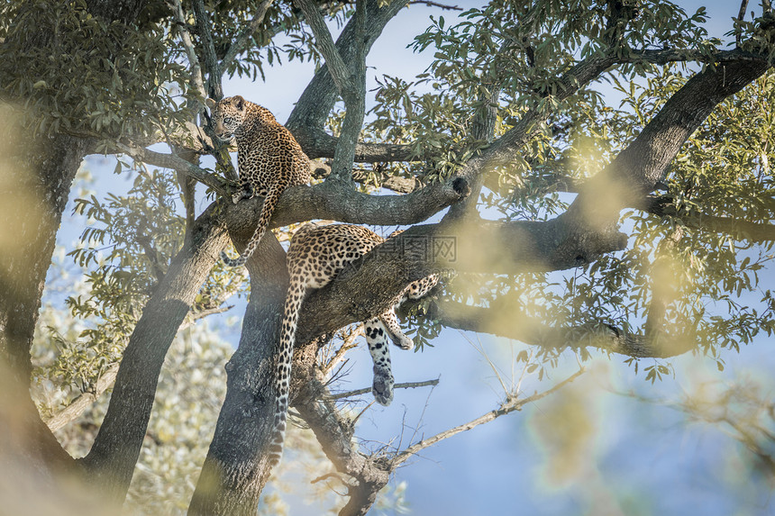 非洲南部Kruge公园的一棵树上躺下非洲南部Kruge公园的felida的SpciPanthrpdus家庭图片