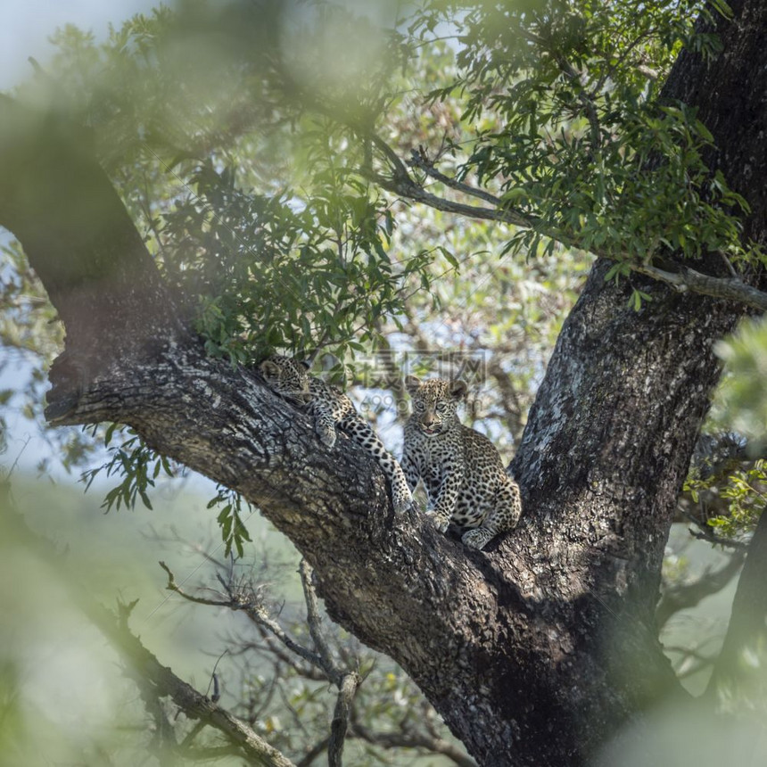 在非洲南部的Kruge公园的一棵树上玩两只年轻的豹子非洲南部的felida的SpciPanthrpdus家庭图片