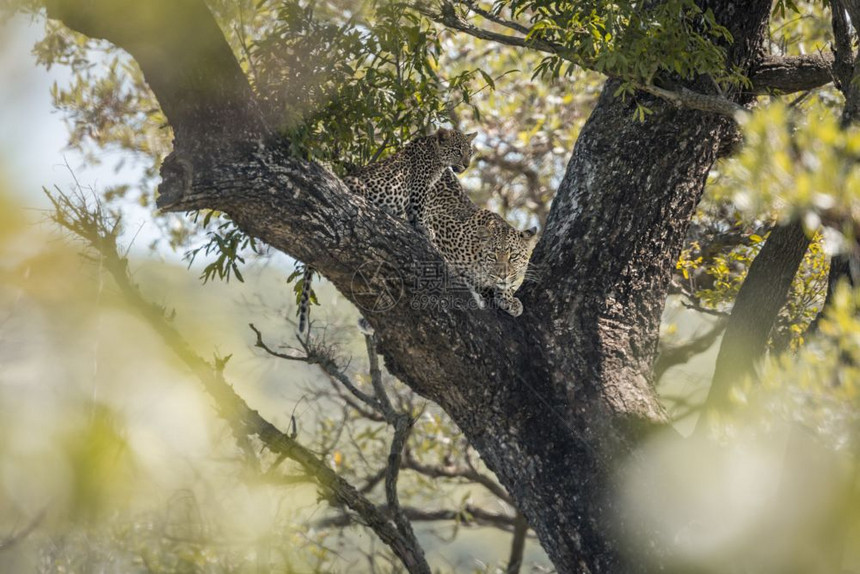 南非洲Kruge公园的一棵树上有幼崽的雌豹非洲南部felida的SpciPanthrdus家庭图片