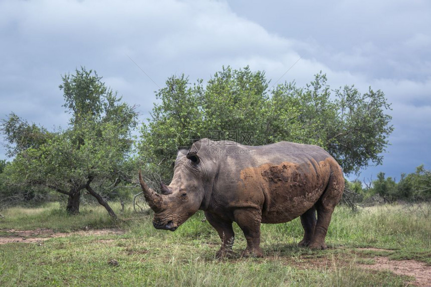 Swazilnd的He皇家国公园绿草原中的南部白犀牛Swazilnd的Rhcerotida的Spciratohiumsoiu家庭图片