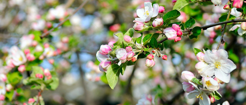 苹果树的花朵浅田地聚焦在前方的花朵上宽大照片图片
