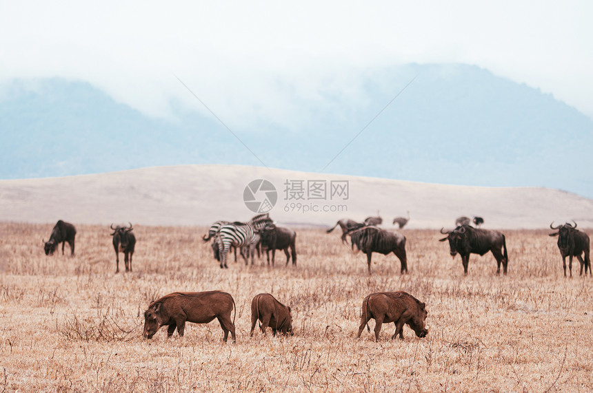 在Ngorncnsevation地区的金草在tanzi的Serngti热带草原森林非洲野生动物观光旅行图片