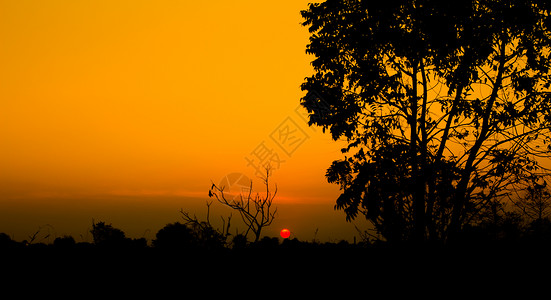 产树胶树红日落时有树影背景