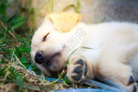 躺在草坪上的睡觉的拉布拉多背景图片