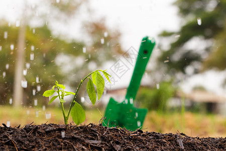 生长植物雨水图片