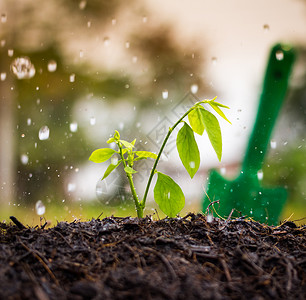 生长植物雨水图片