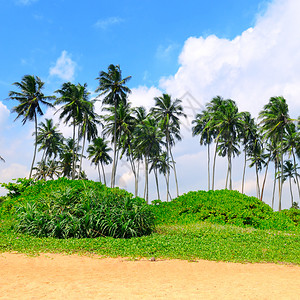 沙滩上的热带棕榈树概念是旅行图片