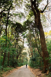在Meijngu神庙公园东京绿地林中大树之间漫步的小空平路旅游者图片