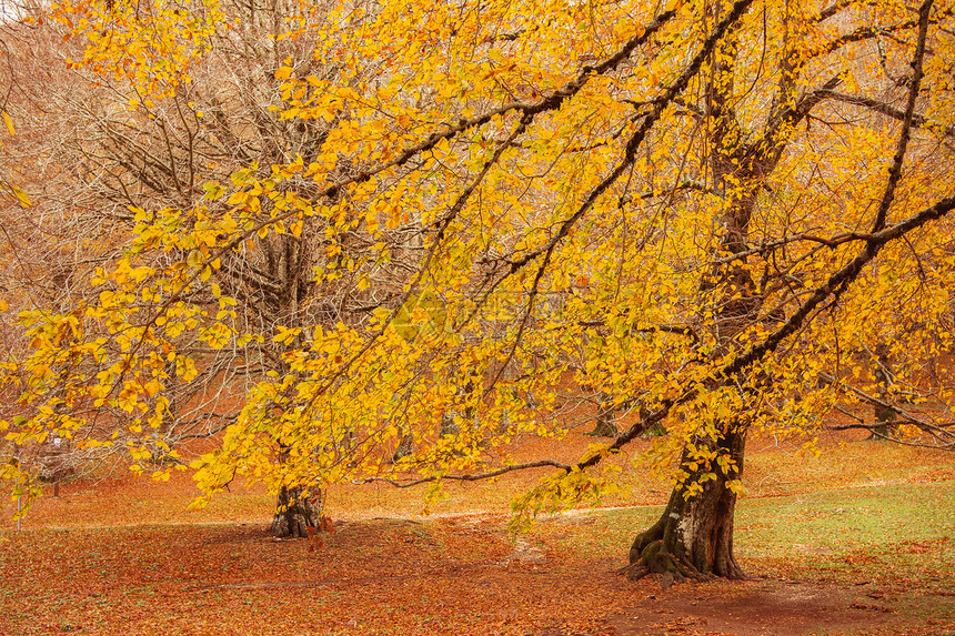 在蒙蒂西姆布鲁尼公园的叶子上拉齐奥意大利山毛林的秋色图片