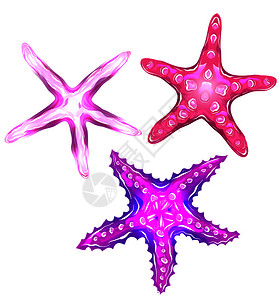 红紫色海星抽象颜色鲜艳的海星元素插画
