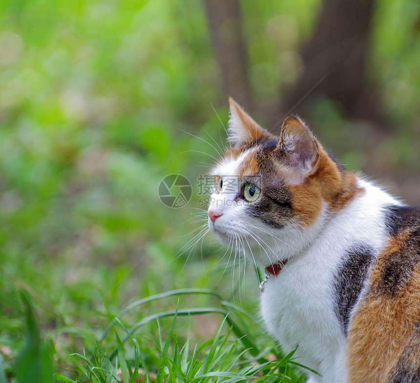 猫有趣的原始毛皮颜色图片