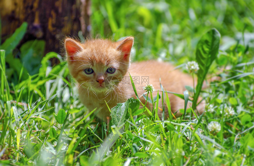 夏天美丽的红猫蓝眼睛色图片