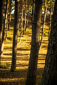 清晨阳光下的松树林图片