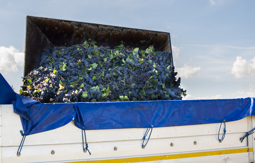 卡车拖的葡萄堆积从园采摘和运送葡萄酿酒概念图片
