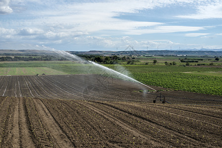 新种植的农地大型工业喷洒器灌溉图片