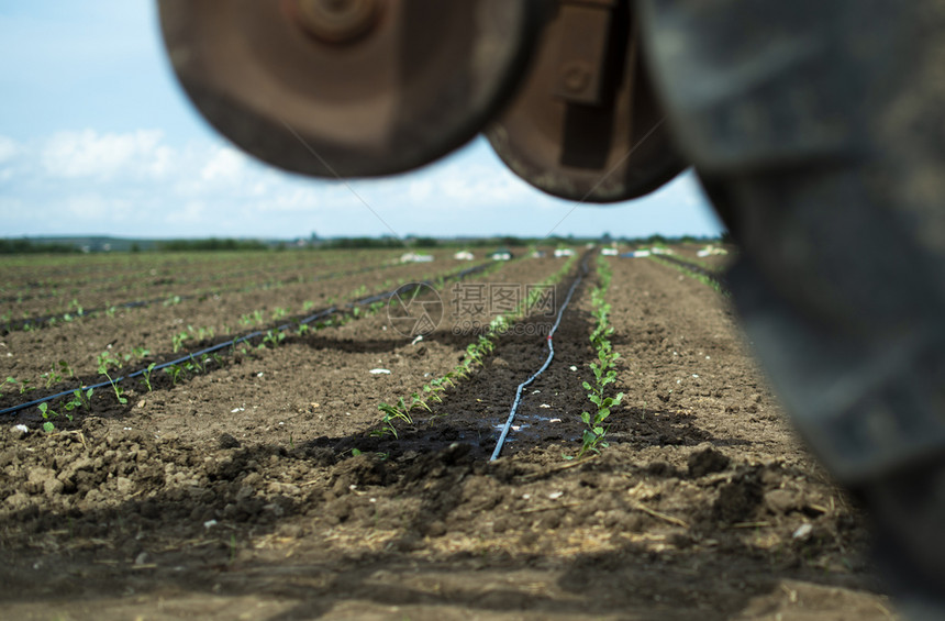 在农田上排成一的拖拉机轮胎幼苗在土壤中种植新物在大种园工业农场种植花椰菜图片
