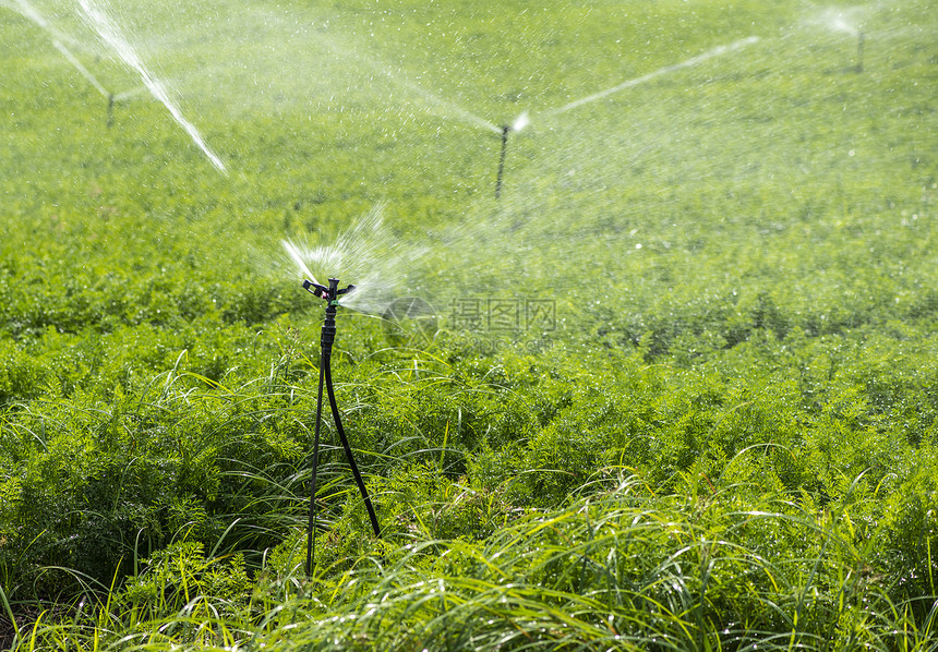 用胡萝卜浇灌的溉喷洒器在大胡萝卜农场蓝色的天空图片