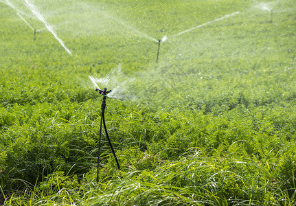 用胡萝卜浇灌的溉喷洒器在大胡萝卜农场蓝色的天空高清图片