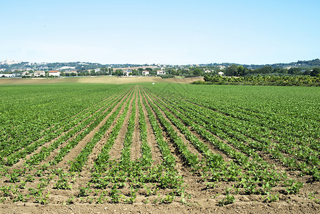 豆类种植物排成一阳光明媚的一天背景图片